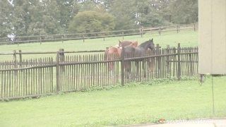 Angelica Saddled Her Horse