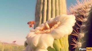 Pollen Squirter Gets Raided By Exotic Explorer